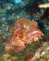   Scoripionfish  